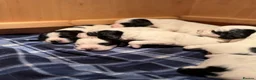 Sprocker dogs for sale: 8 gorgeous sprocker pups - Advert 6