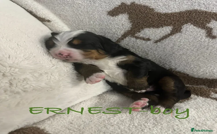 Bernese Mountain Dog dogs - Advert 1