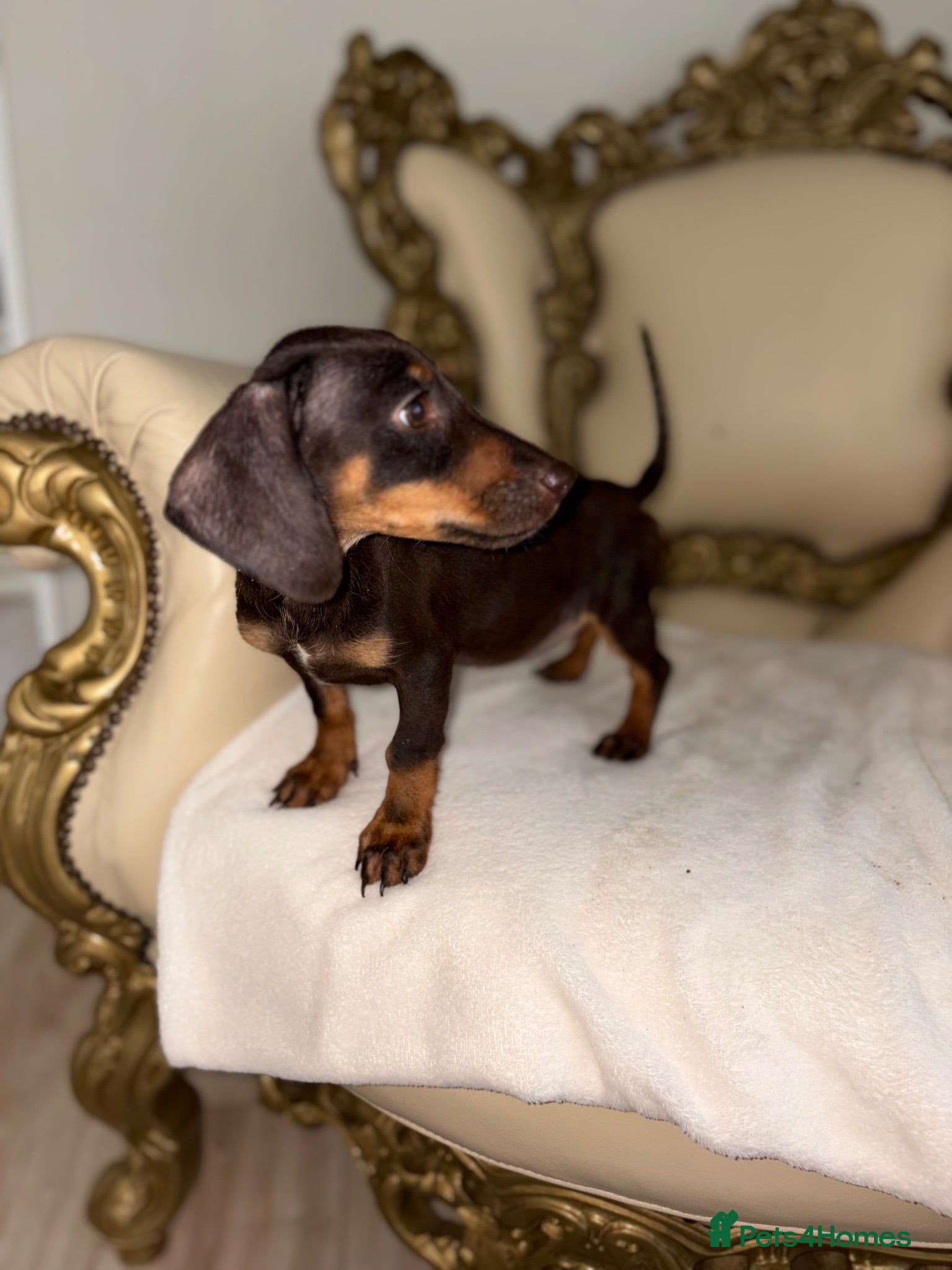 Dachshund dogs Miniature dachshund - Advert 12
