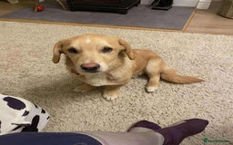 Mixed Breed dogs for adoption: HERSEY  - Advert 1