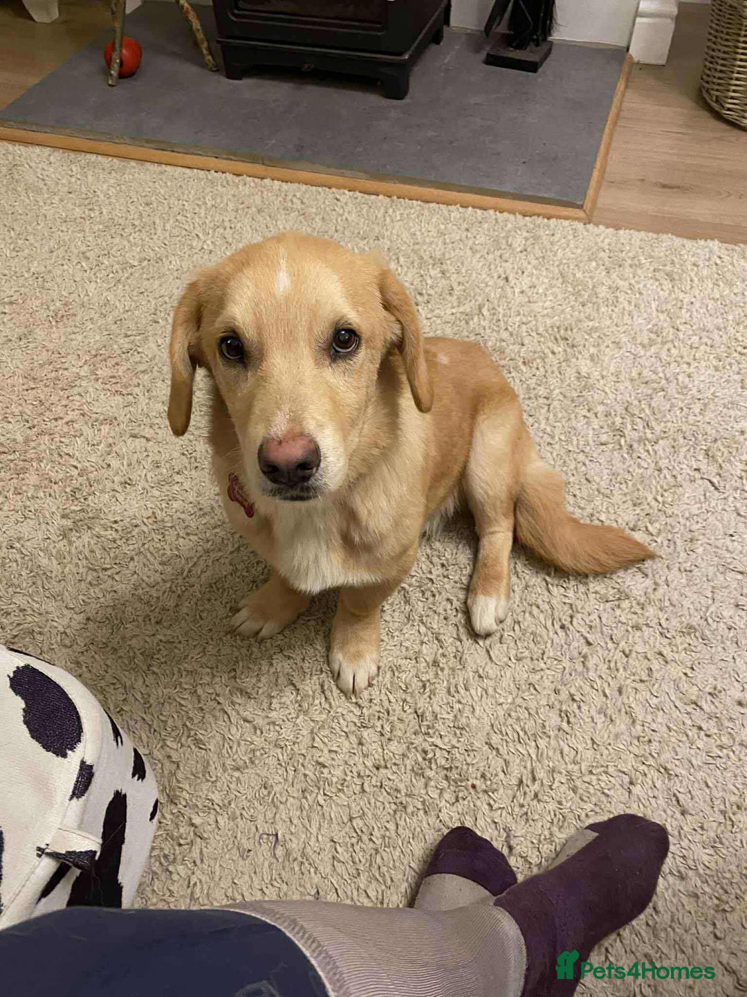 Mixed Breed dogs for adoption: HERSEY  - Advert 1