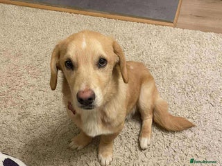 Mixed Breed dogs HERSHY - Advert 3