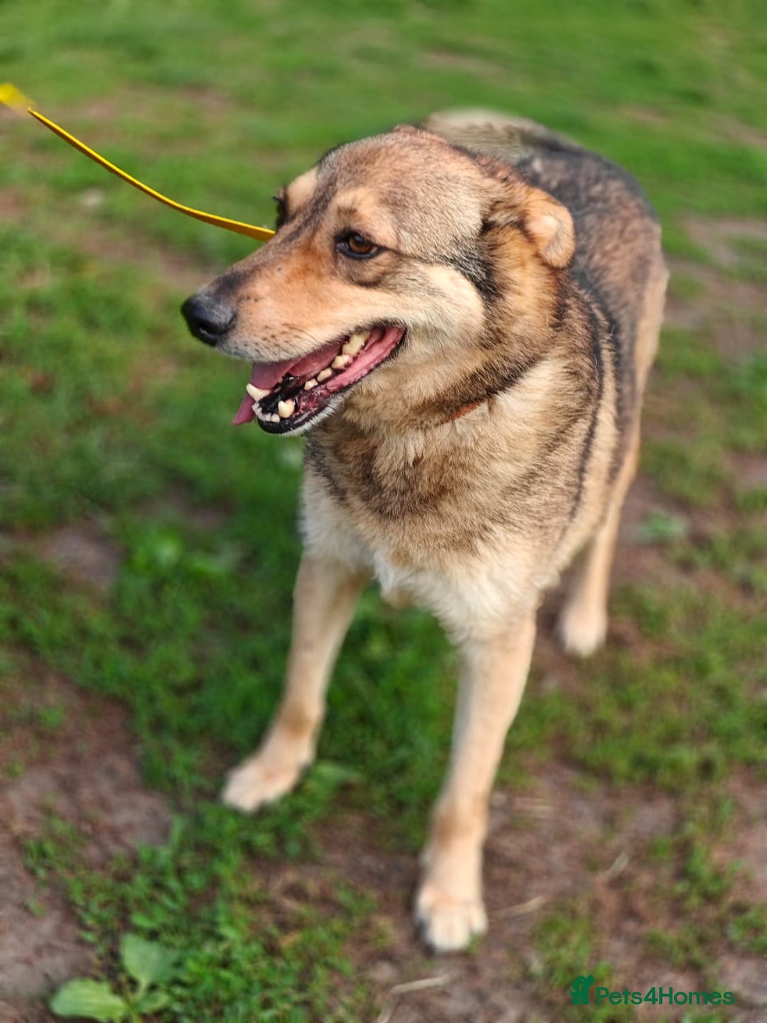 Mixed Breed dogs for adoption: 💙🐶 SIRKO 🐶💙 - Image 20