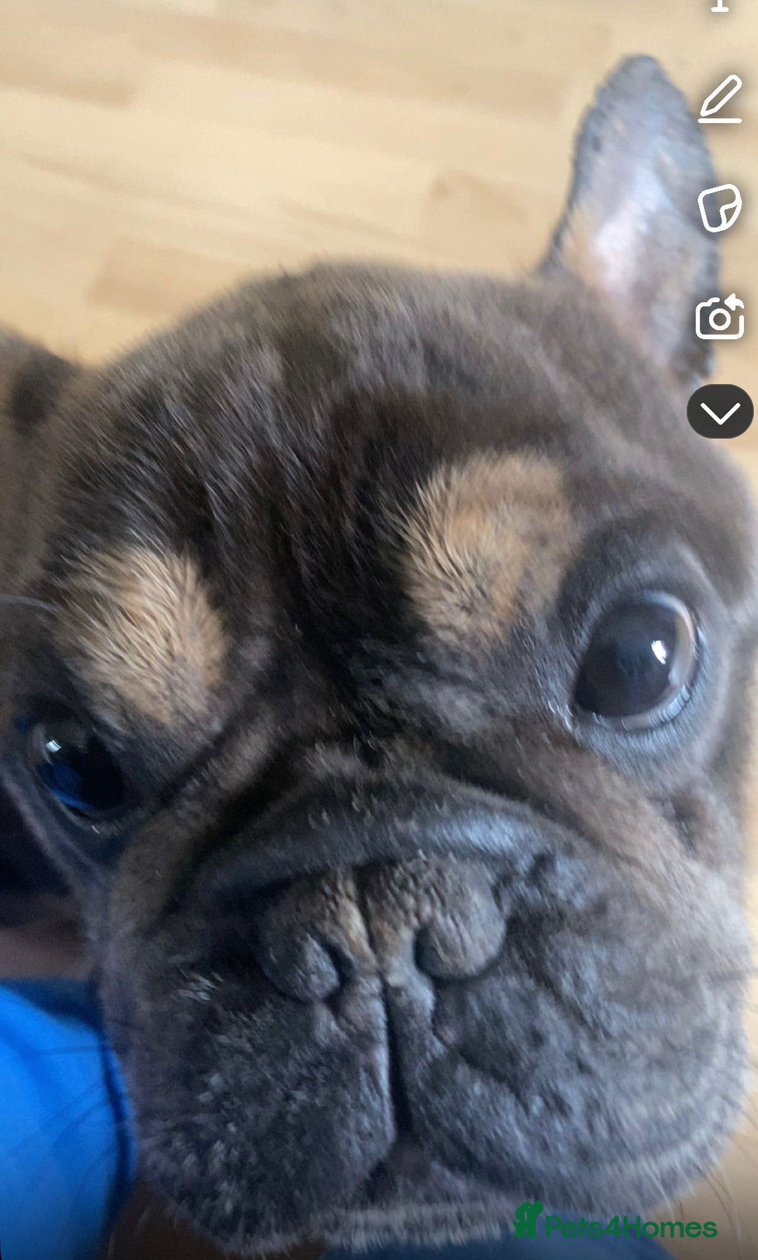 French Bulldog dogs for sale: 5 year old prince  - Advert 1