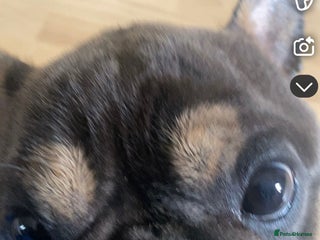 French Bulldog dogs 5 year old prince - Advert 1