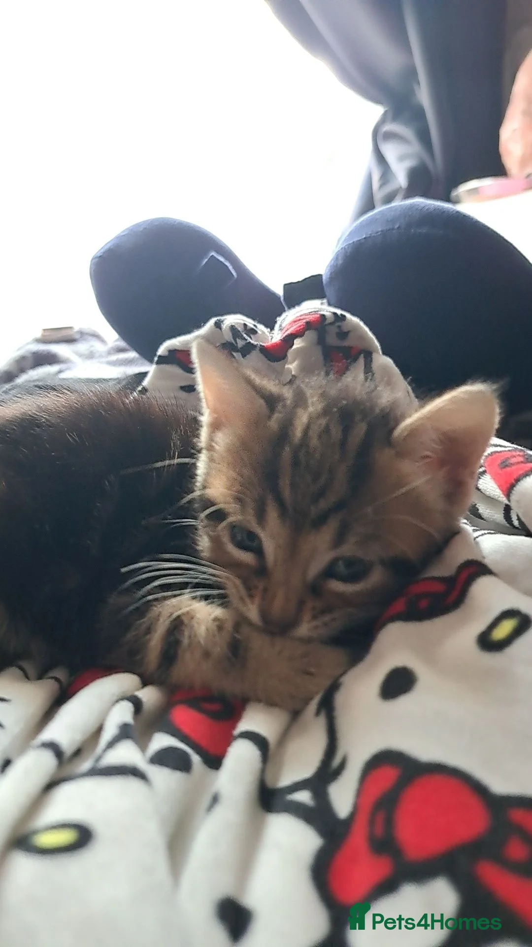 Bengal cats for sale: Bengal mix kittens  in Reading - Advert 2