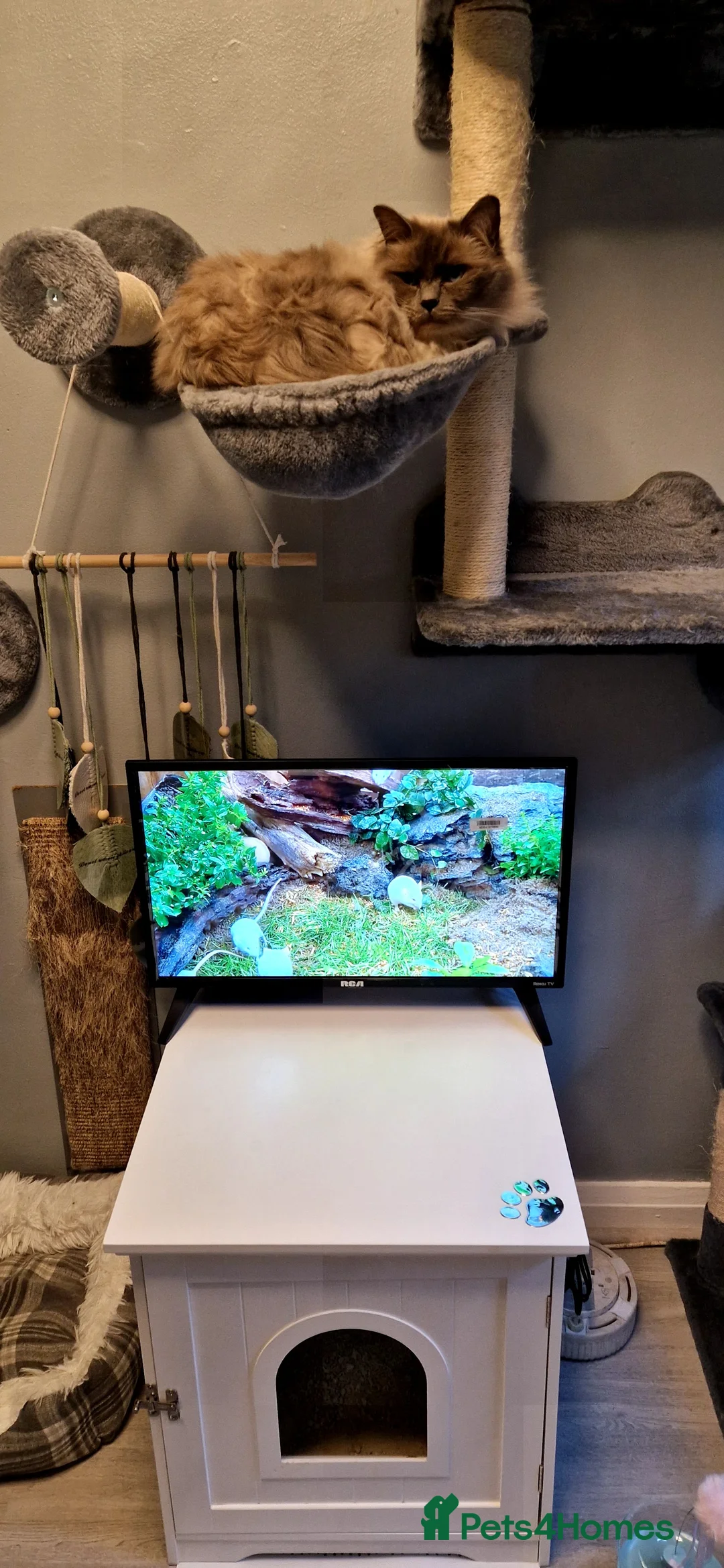 Ragdoll cats for stud: *stud*Gccf & tica entire active bluepoint ragdoll in Oldham - Advert 12