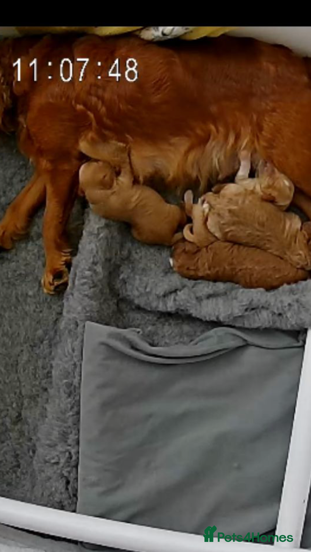 Cavapoo dogs for sale: CAVAPOO F1 WAITING LIST OPEN - Image 5
