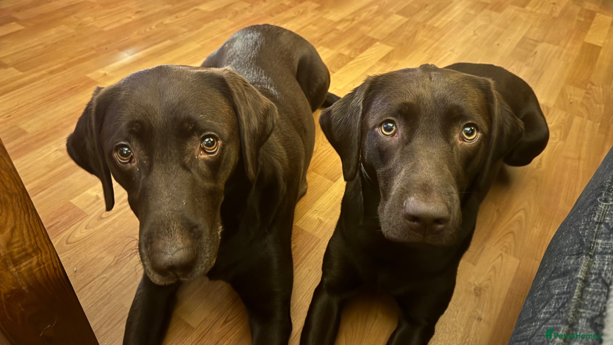 Labrador Retriever dogs FULLY VACCINATED & DEWORMED - Advert 2