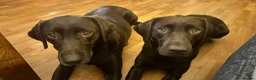 Labrador Retriever dogs for sale: FULLY VACCINATED & DEWORMED - Advert 1