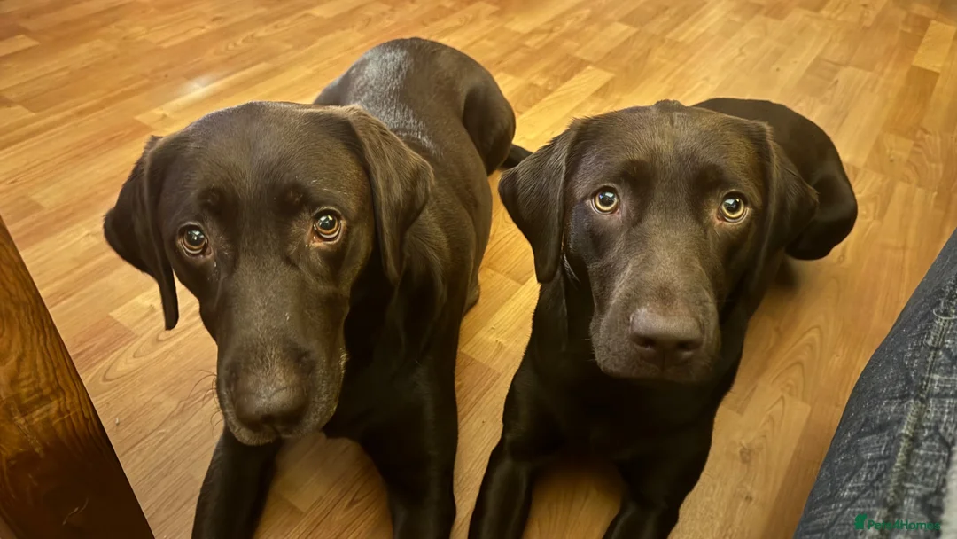 Labrador Retriever dogs for sale: FULLY VACCINATED & DEWORMED - Advert 1
