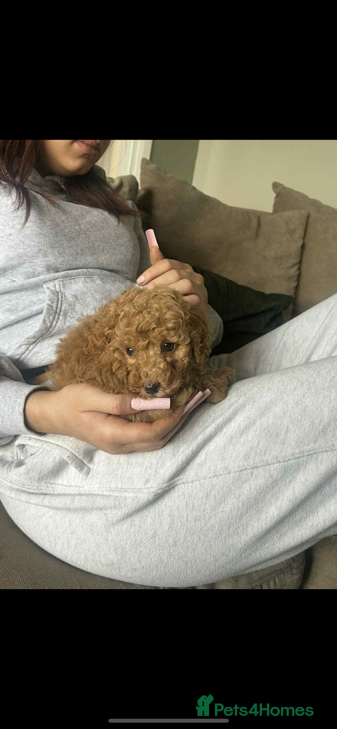 Toy Poodle dogs for sale: Toy poodle - Advert 2