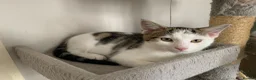 Mixed Breed cats for sale: Beautiful Mixed Kittens x5 - Microchipped - READY - Advert 13