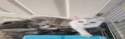 Maine Coon cats for sale: 7 adorable pedigree maine coon kittens - Advert 6