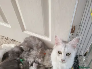 Maine Coon cats 7 adorable pedigree maine coon kittens - Advert 5