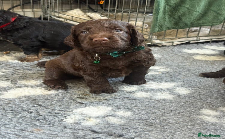 Cocker Spaniel dogs - Advert 5