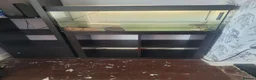 Turtle reptiles for sale: 3x musk turtle and tank  - Advert 3
