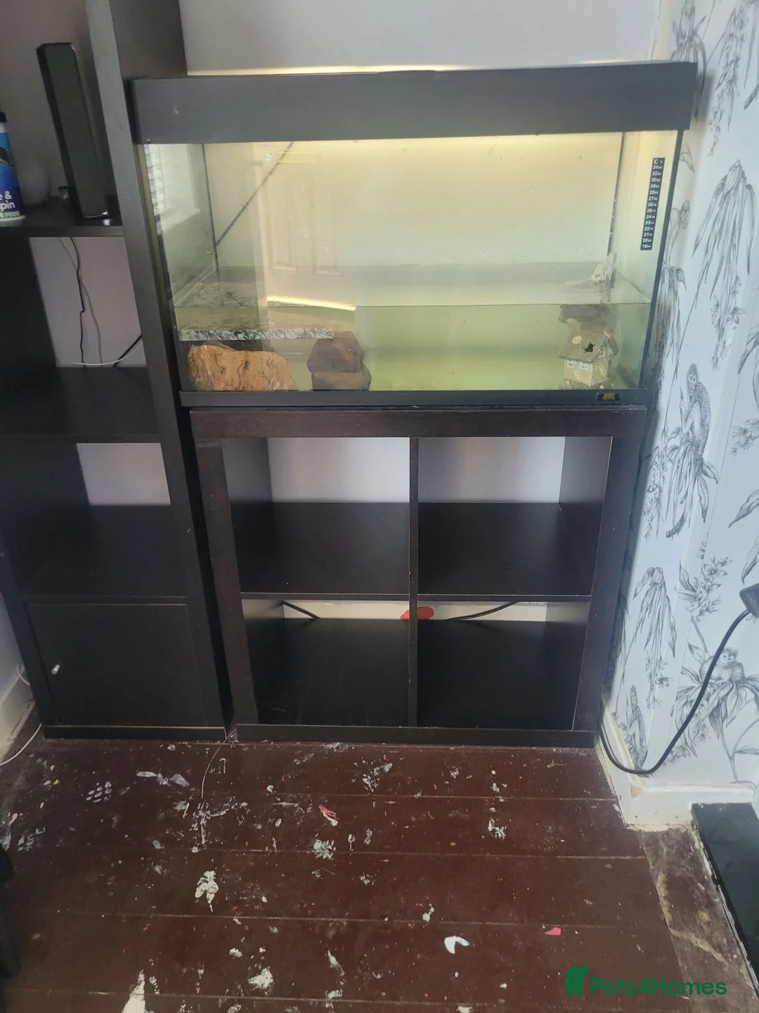 Turtle reptiles for sale: 3x musk turtle and tank  - Advert 3