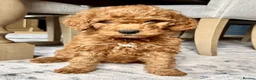 Australian Labradoodle dogs for sale: 🐾 READY TO GO ~ EXCEPTIONAL AUSTRALIAN DOODLES🐾 - Advert 13