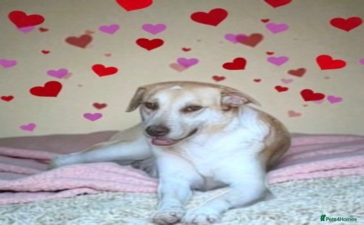 Mixed Breed dogs 🐾Luna – a small lab-type girl longing for love ❤️ - Advert 1