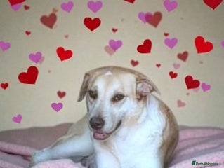 Mixed Breed dogs 🐾Luna – a small lab-type girl longing for love ❤️ - Advert 1