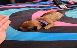 Cockapoo dogs for sale: F2 cockapoo boys 1 left available  - Advert 12