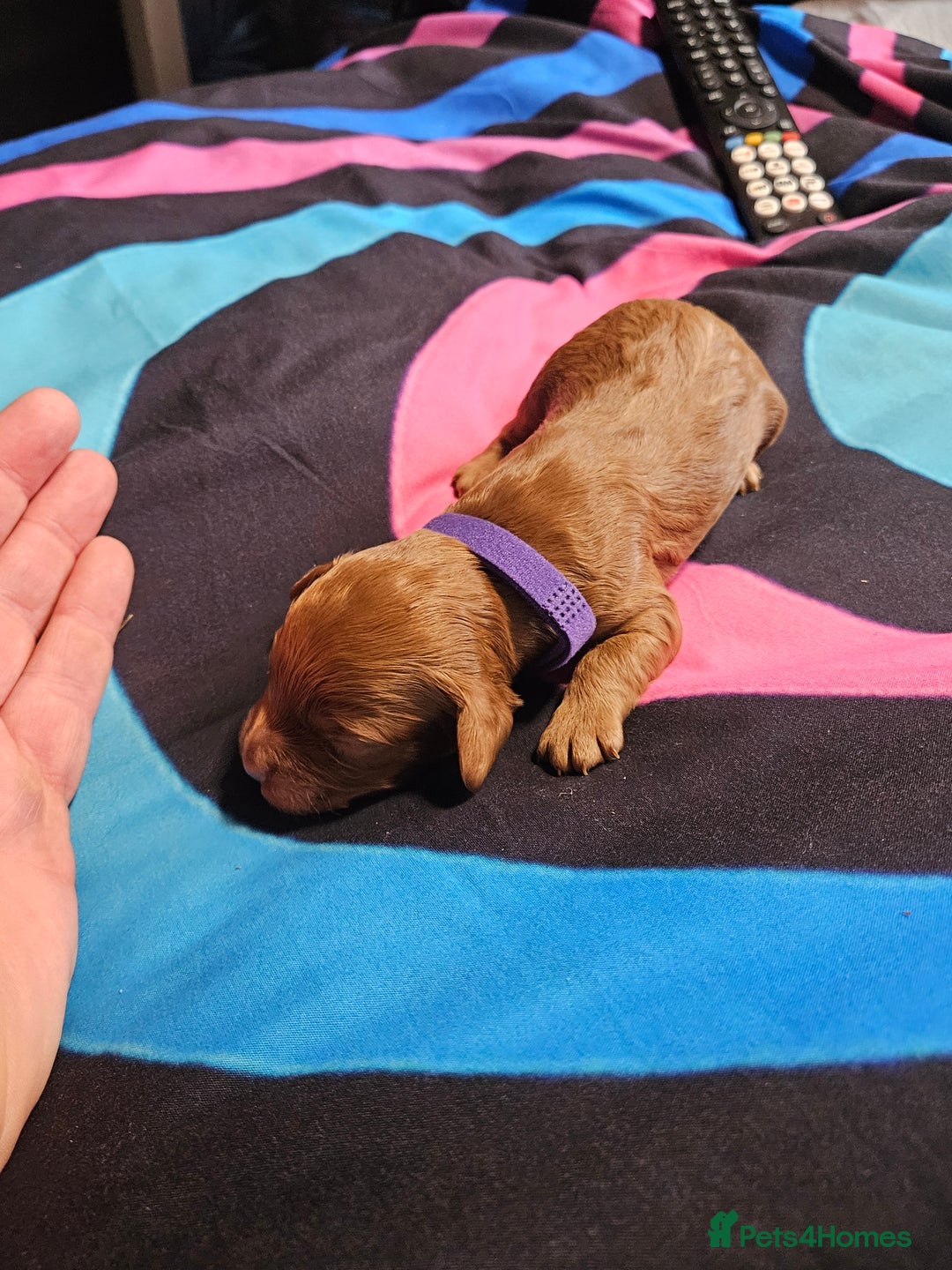 Cockapoo dogs for sale: F2 cockapoo boys 1 left available  - Advert 12