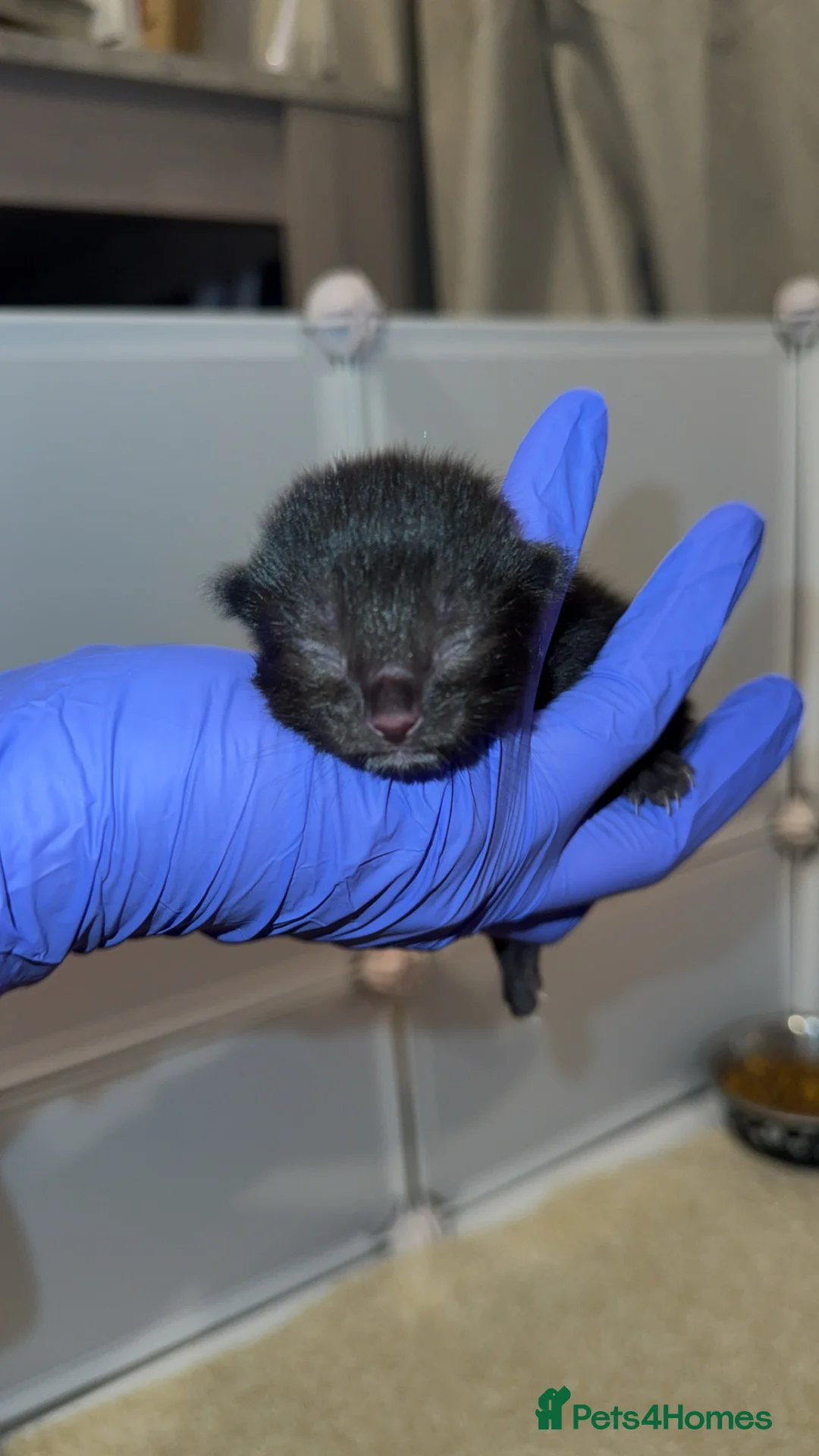 Domestic Shorthair cats for sale: 3 kittens - Advert 8