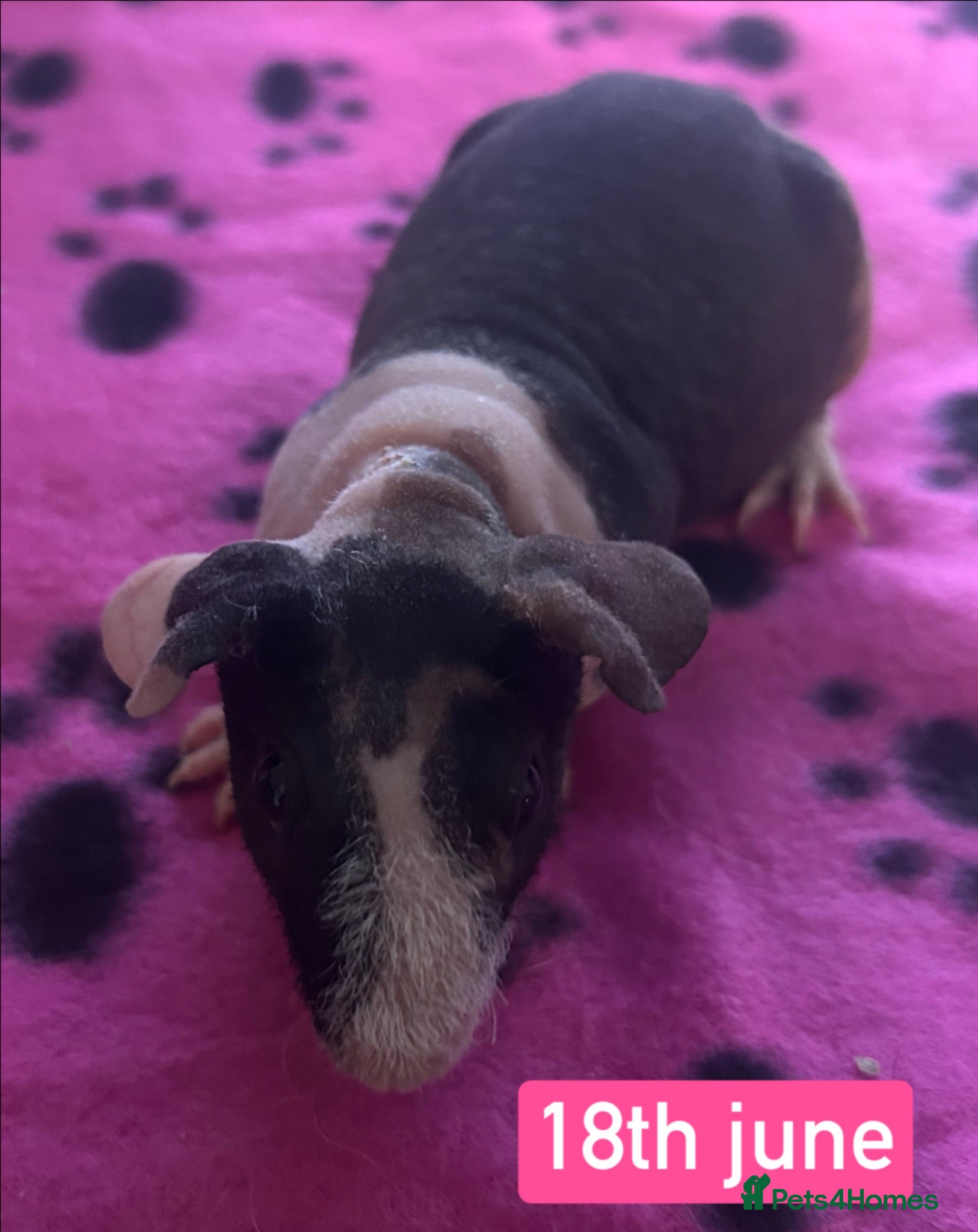 Guinea Pig rodents Skinny Pig Sows  - Advert 6