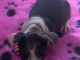 Guinea Pig rodents Skinny Pig Sows - Advert 6