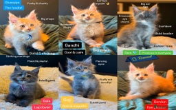 Maine Coon cats for sale: TICA Ginger, Red & Blue Tortie Maine Coon  - Image 5