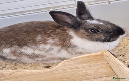 Netherland Dwarf rabbits for sale: 3 Netherland Dwarf Bunnies - Image 4