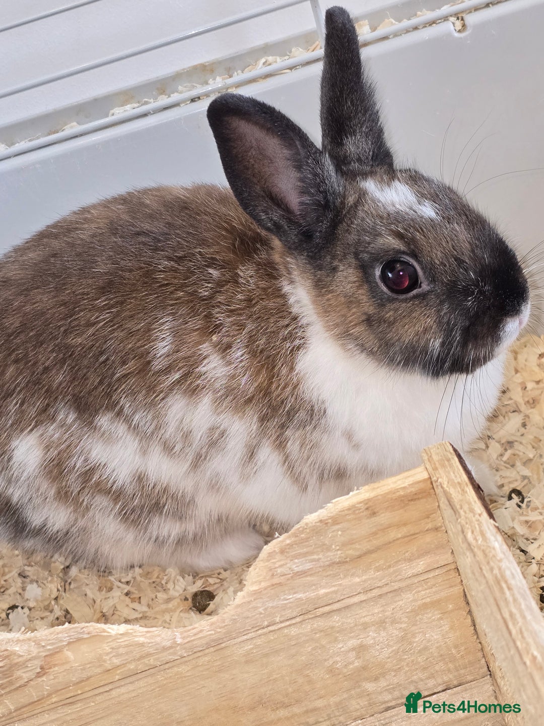 Netherland Dwarf rabbits for sale: 3 Netherland Dwarf Bunnies - Image 4