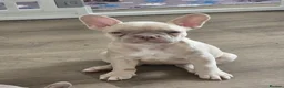 Frug dogs for sale:  Stunning Frug puppies  - Advert 22