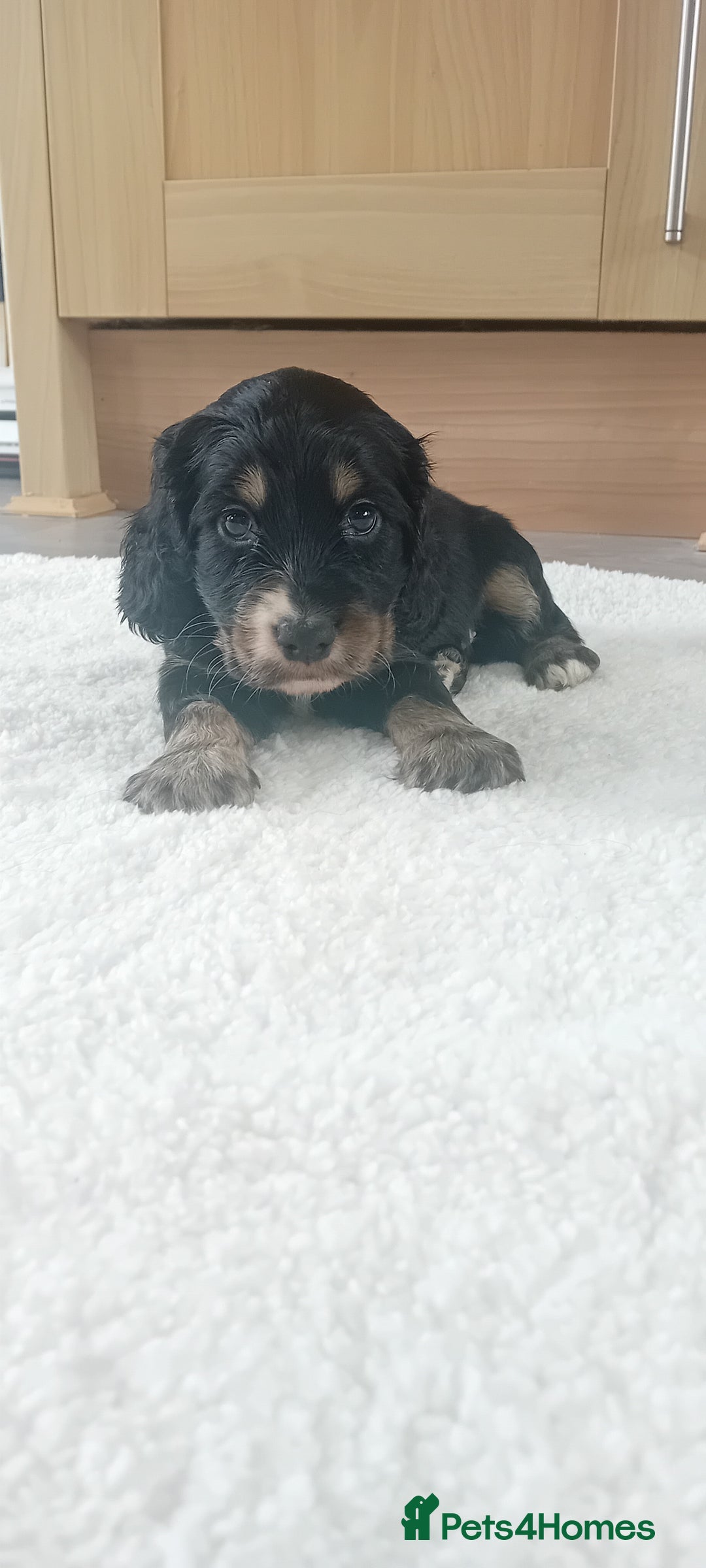 Cocker Spaniel dogs for sale: QUALITY COCKER SPANIAL PUPPIES VARIOUS COLOURS - Image 13