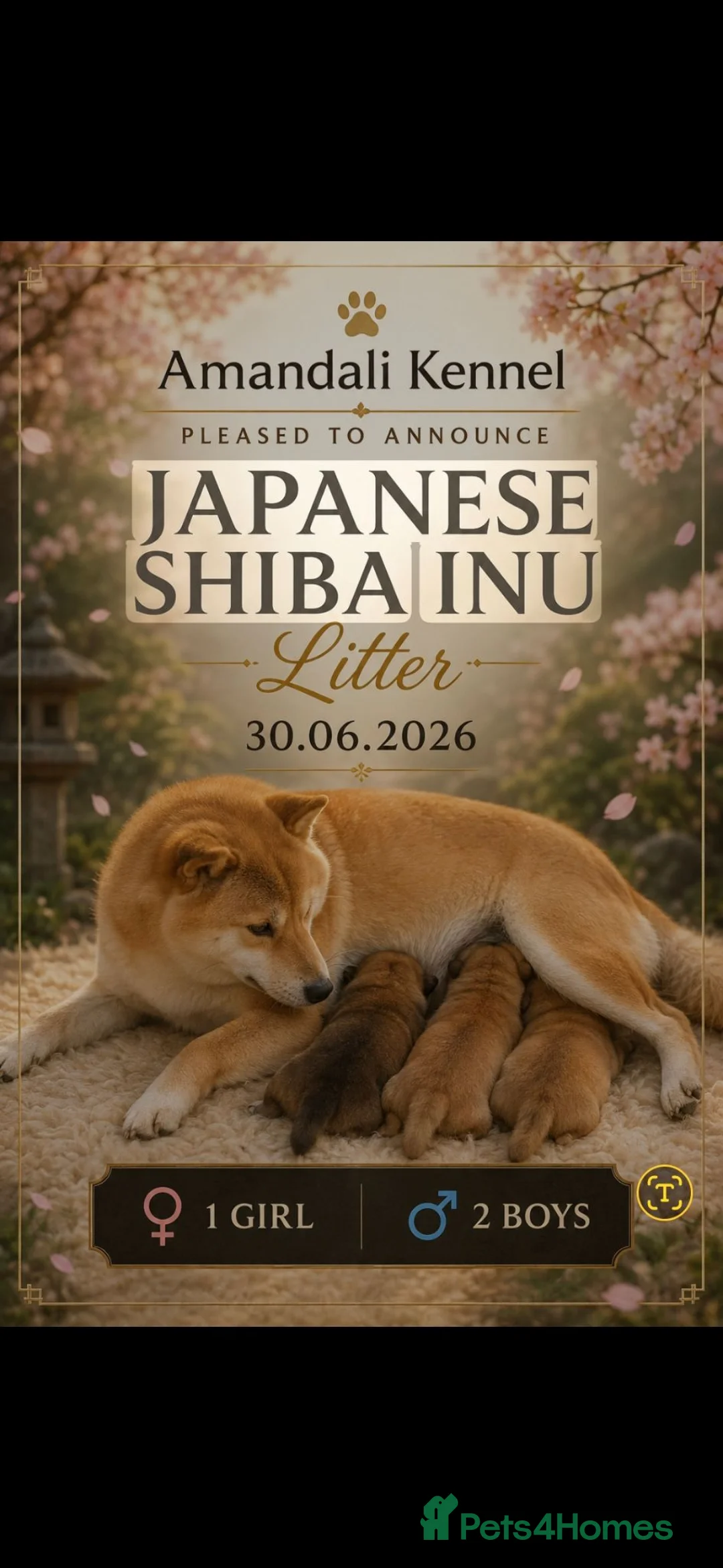 Japanese Shiba Inu dogs for sale: Japanese Shiba Inu Boy  - Advert 7