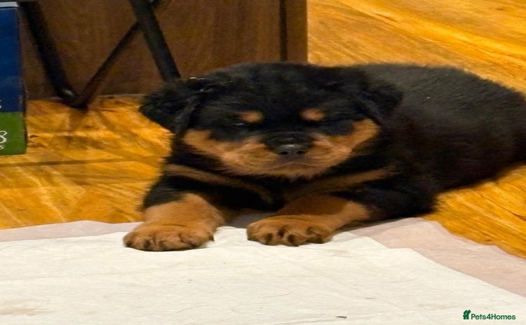 Rottweiler dogs Stunning Rottweiler Puppies - Advert 4