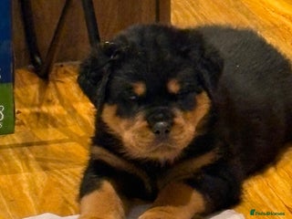 Rottweiler dogs Stunning Rottweiler Puppies - Advert 4