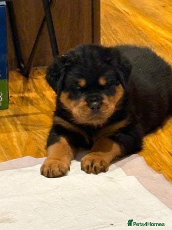 Rottweiler dogs Stunning Rottweiler Puppies - Advert 4