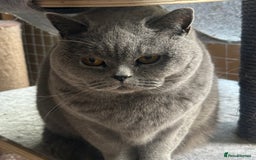 British Shorthair cats for sale: Retired British Queens - Image 7