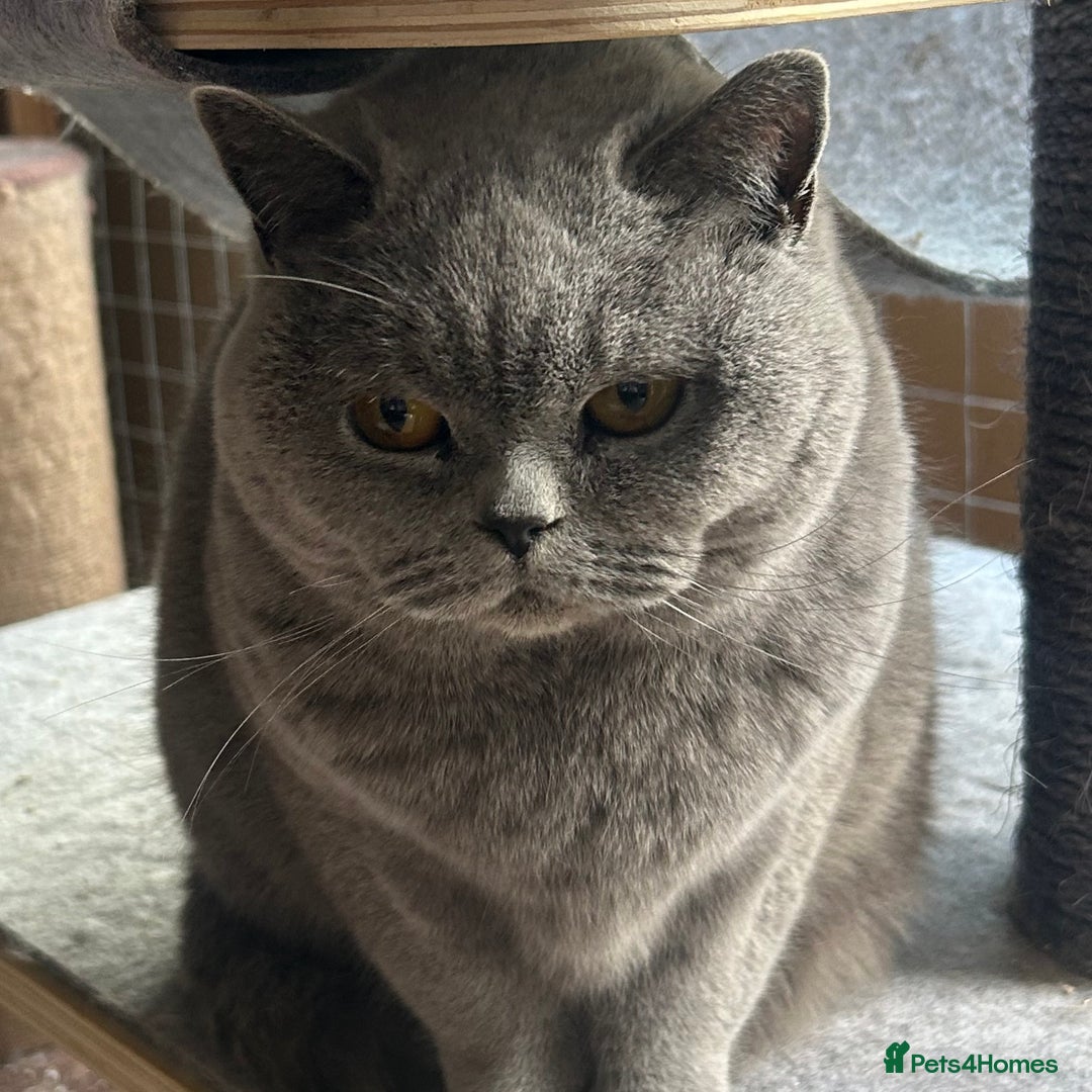 British Shorthair cats for sale: Retired British Queens - Image 7