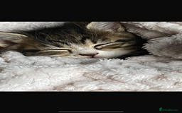 Mixed Breed cats for sale: Mixed breed- Norwegian Forest Cat  - Image 3