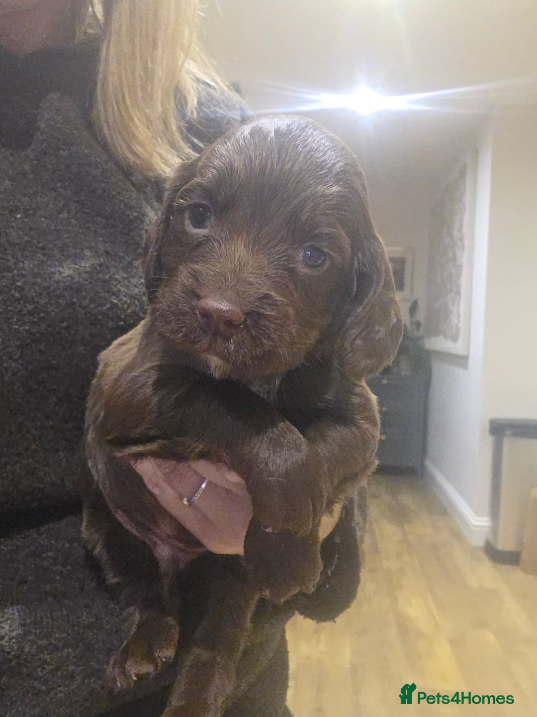 Cocker Spaniel dogs for sale: 🤎 Beautiful chocolate KC working cocker puppies🤎 - Advert 2