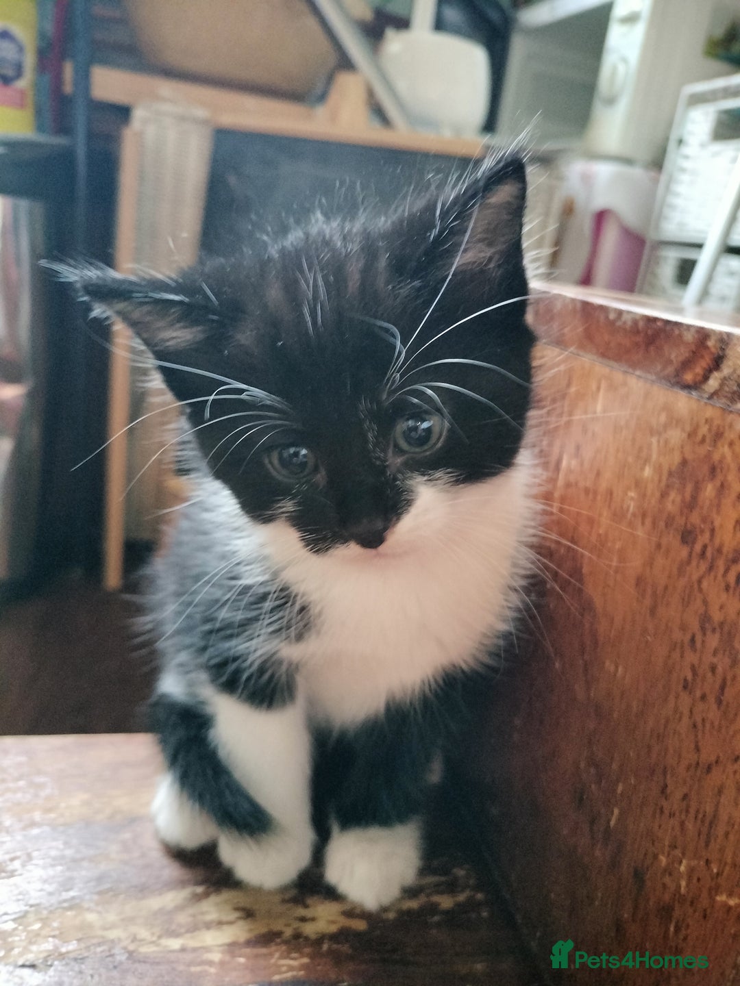 Mixed Breed cats for sale: Adorable kittens looking for loving homes - Image 5