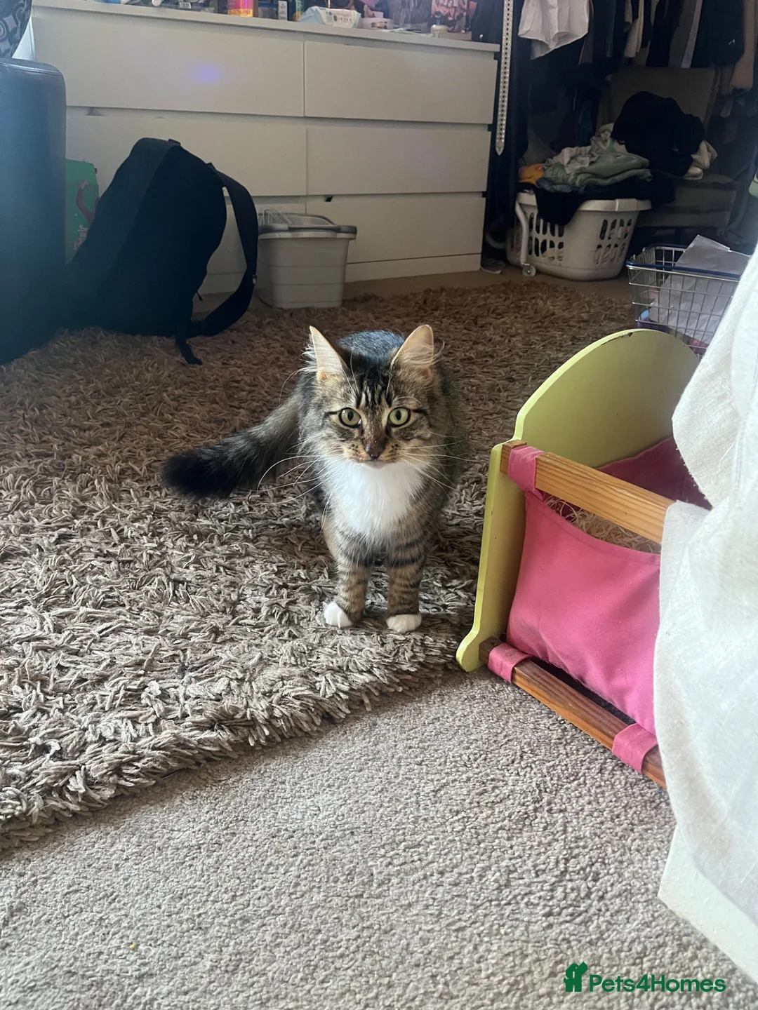 Mixed Breed cats for sale: 8 beautiful kittens - Advert 1