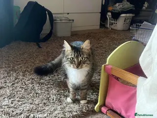 Mixed Breed cats 8 beautiful kittens - Advert 2