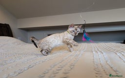 Bengal cats for sale: 🤍🖤🩶 Bengal Kittens 🩶🖤🤍 in Barnoldswick - Image 29