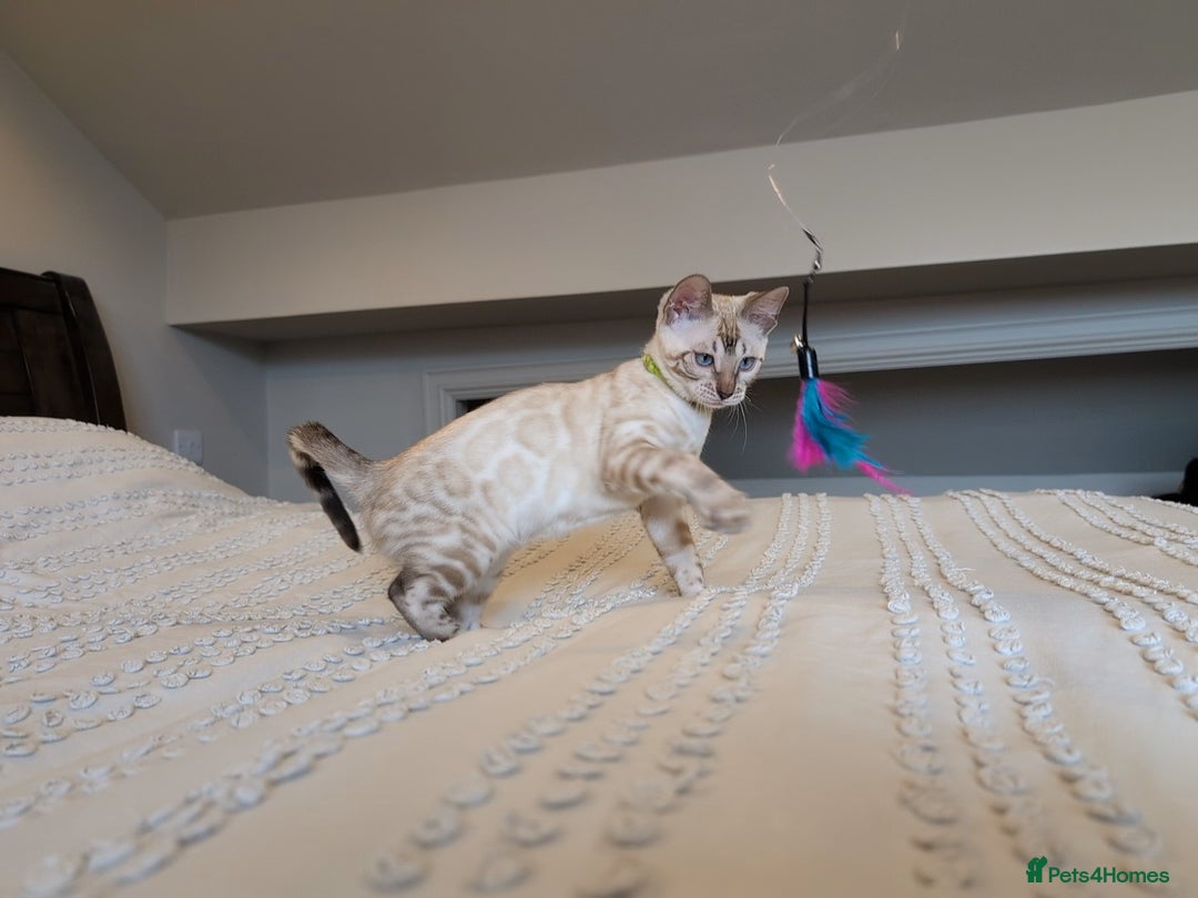 Bengal cats for sale: 🤍🖤🩶 Bengal Kittens 🩶🖤🤍 in Barnoldswick - Image 29