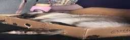 Ragdoll cats for sale: Ragdoll brothers seeking new home - Advert 9