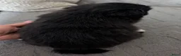 Pomchi dogs for sale: Stunning Pomchi babies - Advert 3